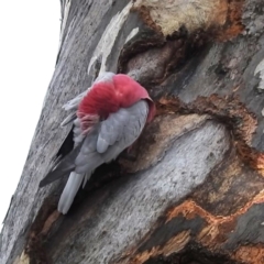 Eolophus roseicapilla at Kambah, ACT - 5 Aug 2024 01:44 PM