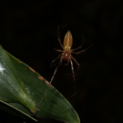 Cheiracanthium sp. (genus) at Freshwater Creek, VIC - 2 Oct 2022 by WendyEM