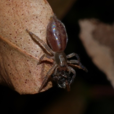 Clubionidae (family) at Freshwater Creek, VIC - 2 Oct 2022 by WendyEM