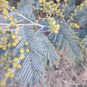 Acacia dealbata at Watson, ACT - 5 Aug 2024