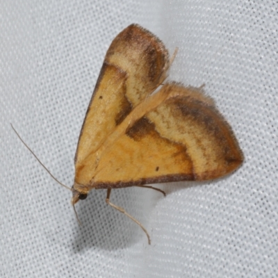 Anachloris subochraria (Golden Grass Carpet (Ennominae)) at Freshwater Creek, VIC - 21 Oct 2022 by WendyEM