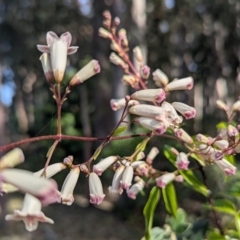 Pandorea pandorana (Wonga Wonga Vine) at Long Beach, NSW - 4 Aug 2024 by HelenCross