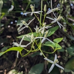 Clematis sp. (Old Man's Beard) at Long Beach, NSW - 4 Aug 2024 by HelenCross