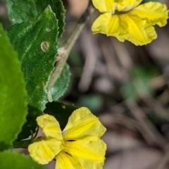 Goodenia ovata (Hop Goodenia) at Long Beach, NSW - 4 Aug 2024 by HelenCross