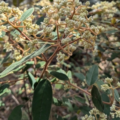 Pomaderris ferruginea at Long Beach, NSW - 4 Aug 2024 by HelenCross