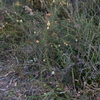 Acacia ulicifolia (Prickly Moses) at Long Beach, NSW - 3 Aug 2024 by HelenCross