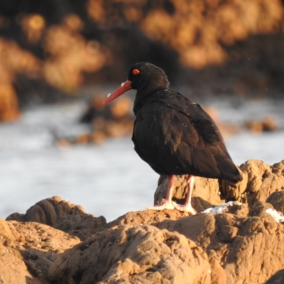 Haematopus fuliginosus (Sooty Oystercatcher) at Long Beach, NSW - 3 Aug 2024 by HelenCross