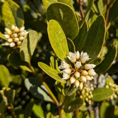 Aegiceras corniculatum (River Mangrove) at Surfside, NSW - 2 Aug 2024 by HelenCross