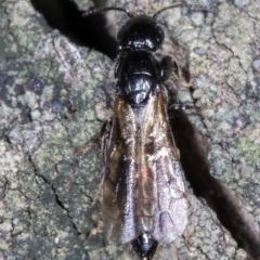 Bethylidae (family) at Melba, ACT - 5 Aug 2024 12:14 PM