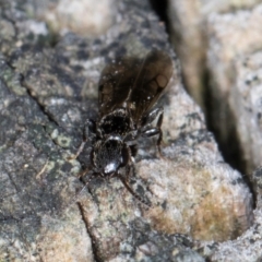 Bethylidae (family) at Melba, ACT - 5 Aug 2024 12:14 PM