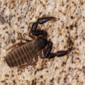 Pseudoscorpiones (order) at Melba, ACT - 5 Aug 2024