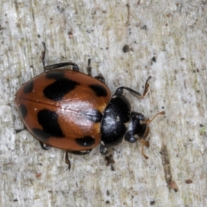 Hippodamia variegata at Spence, ACT - 5 Aug 2024