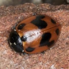 Hippodamia variegata at Spence, ACT - 5 Aug 2024