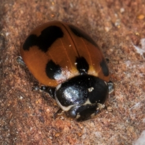 Hippodamia variegata at Spence, ACT - 5 Aug 2024 12:30 PM