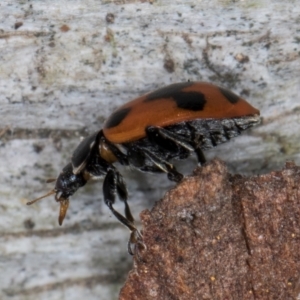 Hippodamia variegata at Spence, ACT - 5 Aug 2024