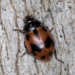 Hippodamia variegata at Spence, ACT - 5 Aug 2024