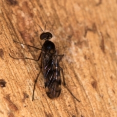 Sylvicola dubius (Wood-gnat) at Melba, ACT - 5 Aug 2024 by kasiaaus