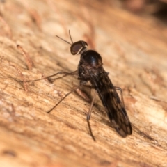 Sylvicola dubius at Melba, ACT - 5 Aug 2024 12:40 PM