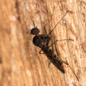 Sylvicola dubius at Melba, ACT - 5 Aug 2024 12:40 PM