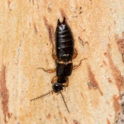 Forficula auricularia (European Earwig) at Melba, ACT - 5 Aug 2024 by kasiaaus