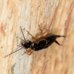 Forficula auricularia at Melba, ACT - 5 Aug 2024 12:58 PM