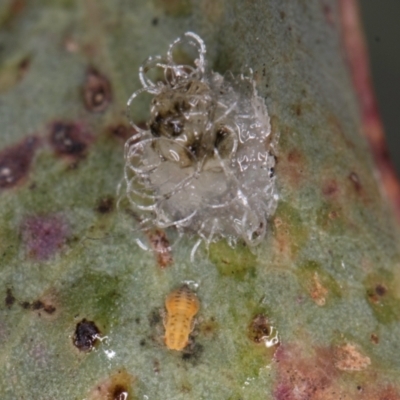 Glycaspis sp. (genus) (Unidentified sugary lerp) at Melba, ACT - 5 Aug 2024 by kasiaaus