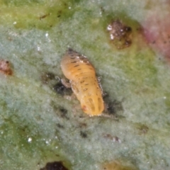 Glycaspis sp. (genus) at Melba, ACT - 5 Aug 2024 01:00 PM