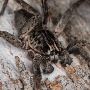 Mituliodon tarantulinus at Melba, ACT - 5 Aug 2024 01:05 PM