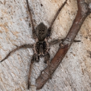 Mituliodon tarantulinus at Melba, ACT - 5 Aug 2024 01:05 PM