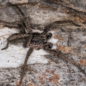 Mituliodon tarantulinus at Melba, ACT - 5 Aug 2024