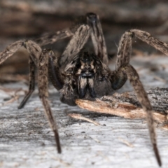 Mituliodon tarantulinus at Melba, ACT - 5 Aug 2024 01:05 PM