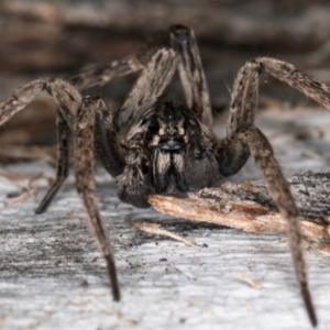 Mituliodon tarantulinus at Melba, ACT - 5 Aug 2024 01:05 PM