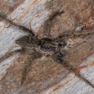 Mituliodon tarantulinus at Melba, ACT - 5 Aug 2024