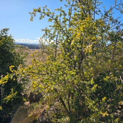 Lycium ferocissimum (African Boxthorn) at Hume, ACT - 6 Aug 2024 by Jiggy