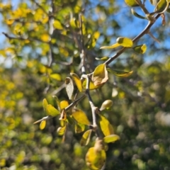 Lycium ferocissimum at Hume, ACT - 6 Aug 2024