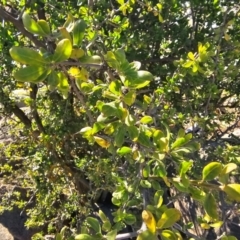 Lycium ferocissimum at Hume, ACT - 6 Aug 2024