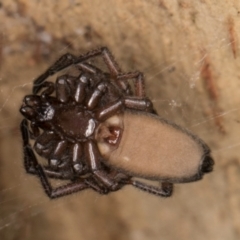 Hemicloea sp. (genus) (Flat bark spider) at Melba, ACT - 5 Aug 2024 by kasiaaus