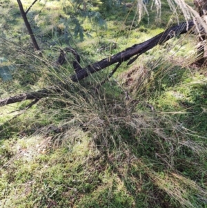 Austrostipa verticillata at Ainslie, ACT - 6 Aug 2024 10:57 AM