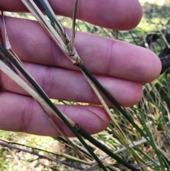 Austrostipa verticillata at Ainslie, ACT - 6 Aug 2024 10:57 AM