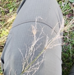 Austrostipa verticillata at Ainslie, ACT - 6 Aug 2024 10:57 AM