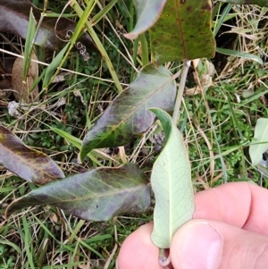 Araujia sericifera at Ainslie, ACT - 5 Aug 2024 01:27 PM