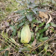 Araujia sericifera at Ainslie, ACT - 5 Aug 2024