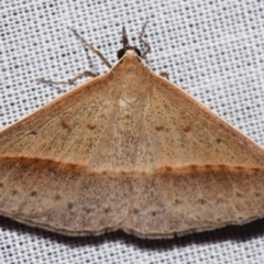 Epidesmia tryxaria (Neat Epidesmia) at Sheldon, QLD - 9 Mar 2024 by PJH123