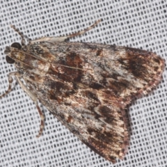 Epipaschiinae (subfamily) (A Pyralid moth) at Sheldon, QLD - 8 Mar 2024 by PJH123