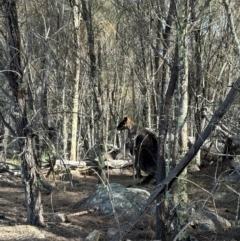 Wallabia bicolor (Swamp Wallaby) at Denman Prospect, ACT - 4 Aug 2024 by Choyster