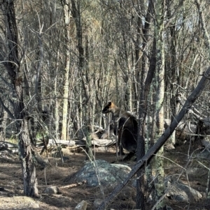 Wallabia bicolor at Denman Prospect, ACT - 4 Aug 2024