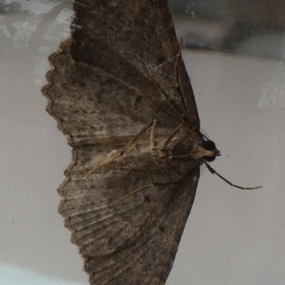 Acodia pauper (A Geometer moth (Larentiinae)) at Borough, NSW - 5 Aug 2024 by Paul4K
