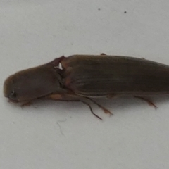 Monocrepidius (genus) at Borough, NSW - suppressed