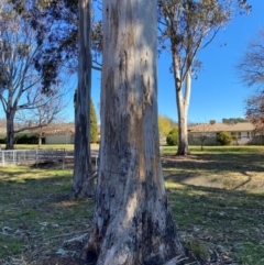 Eucalyptus globulus subsp. bicostata (Southern Blue Gum, Eurabbie) at Yarralumla, ACT - 6 Aug 2024 by jks