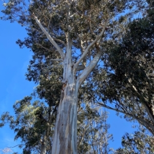 Eucalyptus globulus subsp. bicostata at Yarralumla, ACT - 6 Aug 2024 11:03 AM